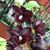 Monn. Jumbo Delight 'Black Onyx'  (Cycnodes Wine Delight x Ctsm. Orchiglade)