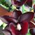 Monn. Jumbo Delight 'Black Onyx'  (Cycnodes Wine Delight x Ctsm. Orchiglade)