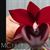 Monn. Jumbo Delight 'Black Onyx'  (Cycnodes Wine Delight x Ctsm. Orchiglade)
