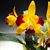 Pot. Kat E-Sun 'Caribbean'  (Sc. Beaufort 'Elmwood' AM/AOS 4N x Blc. Sunset Bay ' Miyamoto')