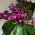 Phal. Zheng Min Jacaranda 'Yungho' AM/AOS  (Ohl Flame x Hannover Passion)