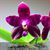 Phal. Zheng Min Jacaranda 'Yungho' AM/AOS  (Ohl Flame x Hannover Passion)