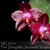 Phal. Zheng Min Jacaranda 'Yungho' AM/AOS  (Ohl Flame x Hannover Passion)