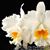 Blc. Taida Eagle Eye 'White Angel' FCC/AOS (Blc. Meditation x C Madeleine Knowlton)
