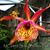 Smbc. Frances Fox 'Sun Spots'  (Bc. Polka Dot ' Mardi Gras' AM/AOS x Schom. tibicinis)