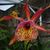 Smbc. Francese Fox 'Sun Sspots'  (Bc. Polka Dot ' Mardi Gras' AM/AOS x Schom. tibicinis)