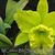 Blc. Sung Ya Green 'King Dragon'  (Blc. Ports of paradise ' Emerald' FCC/AOS x Meadow Morn)