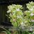 Cymbidium Sarah Jean 'Sakura' (pumilum x Sleeping Beauty)