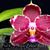 Phal. KS Super Zebra ' Red Prince ' ( K S Red Zebra x K S Tetra Jewel ) 