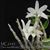 Den. moniliforme 'Silver Snow ( Ginsetsu )'  日本長生蘭 - 銀雪