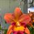 Rth. Chief Sweet Orange 'Caribbean Sunset' 