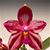 Phal.  Eddy Redwine 'Ruby'  (Phal. Chang Jhih Coral x Phal Sogo Kaiulani)