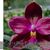 Phal.  Eddy Redwine 'Ruby'  (Phal. Chang Jhih Coral x Phal Sogo Kaiulani)