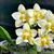Phal. Yaphon Gelacea 'Sunshine'  (Yaphon Gelbitz x Chang Maw Jade)
