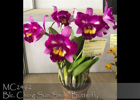 Blc. Ching Sun Smile &#39;Butterfly&#39;  (Bob Pusavat x Shinfong Honey) 