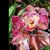 Cymbidium Lucky Rainbow 'Kawano Peloric' (Newmate x Valley Flower)