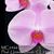 Phal. Unimax Blush 'CL243' FCC/AOS (Sogo Yukidian x Nobby's Pink Lady) 
