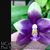 Phal. YangYang Blue Liuli 'Panda' AM/AOS (Penang Violacea x Yangyang Blueberry) 