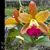 Rth. Cosmic Star 'Nebula' (Cattleya Love Bourbon x Rth. Ahuchong Yoyo)