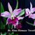 Bc. Kina Hamaya 'Sweetheart'  (Maikai ' Mayumi ' x C. Porcia)