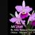 Bc. Kina Hamaya 'Sweetheart'  (Maikai ' Mayumi ' x C. Porcia)
