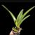 Bc. Kina Hamaya 'Sweetheart'  (Maikai ' Mayumi ' x C. Porcia)
