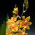 Osp. Brazillian Sun 'Rio'  (Oncidopsis Pacific Water ` x Oncostele Sunup)