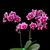 Phal. Jamie's Burgundy 'Sweetheart'  (Yu Pin Burgundy x Little Gem Stripes ' Star') 