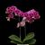 Phal. Jamie's Burgundy 'Sweetheart'  (Yu Pin Burgundy x Little Gem Stripes ' Star') 
