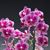 Phal. Jamie's Burgundy 'Sweetheart'  (Yu Pin Burgundy x Little Gem Stripes ' Star') 