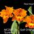Rlc . Golf Orange 'Sunkist'  (Apricot Flare x Mem. Ong Wen-Ho)