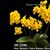 Phal. Norman's Yellow Batman 'Peloric King'  (Sogo Shito x Brother Sara Gold)