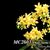 Phal. Stone Dance 'Yellow Butterfly' (Su-An Cricket ' Yellow ' x equestris var alba 4N)stris var alba 4N