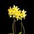 Phal. Stone Dance (Su-An Cricket   x equestris var alba 4N )