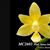 Phal. Stone Dance (Su-An Cricket   x equestris var alba 4N )