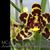 Ansellia  africana 4N  'Jungle Land ' GM/23 WOC