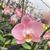 Phal. Desert Opal 'Summer Vacation' (Cadiz Rock x Goldiana)