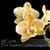 Phal. Yaphon Golden Leopard 'AN6609'  