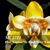 Phal. Yaphon My Good News 'Fantastic Peloric'  (Yaphon Perfume x Brother Sara Gold)