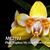 Phal. Yaphon My Good News 'Fantastic Peloric'  (Yaphon Perfume x Brother Sara Gold)