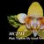 Phal. Norman's Yellow Batman 'Fantastic Peloric'  (Sogo Shito x Brother Sara Gold)
