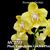 Phal. Younghome Golden Pixie 'Peloric'  (Sin-Yuam Golden Beauty x Yushan Green Pixie)