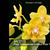 Phal. Younghome Golden Pixie 'Peloric'  (Sin-Yuam Golden Beauty x Yushan Green Pixie)