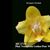 Phal. Younghome Golden Pixie 'Peloric'  (Sin-Yuam Golden Beauty x Yushan Green Pixie)