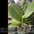 Phal. Younghome Golden Pixie 'Peloric'  (Sin-Yuam Golden Beauty x Yushan Green Pixie)