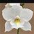 Dial. Snowflake 'Frosty  4N' AM/AOS (Dial bicornutum x Laelia albida)