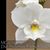 Dial. Snowflake 'Frosty  4N' AM/AOS (Dial bicornutum x Laelia albida)