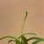 Dial. Snowflake 'Frosty  4N' AM/AOS (Dial bicornutum x Laelia albida)