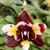 Phal. Yaphon Star Diamond 'Peacock' 