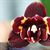 Phal. Yaphon Star Diamond 'Peacock'